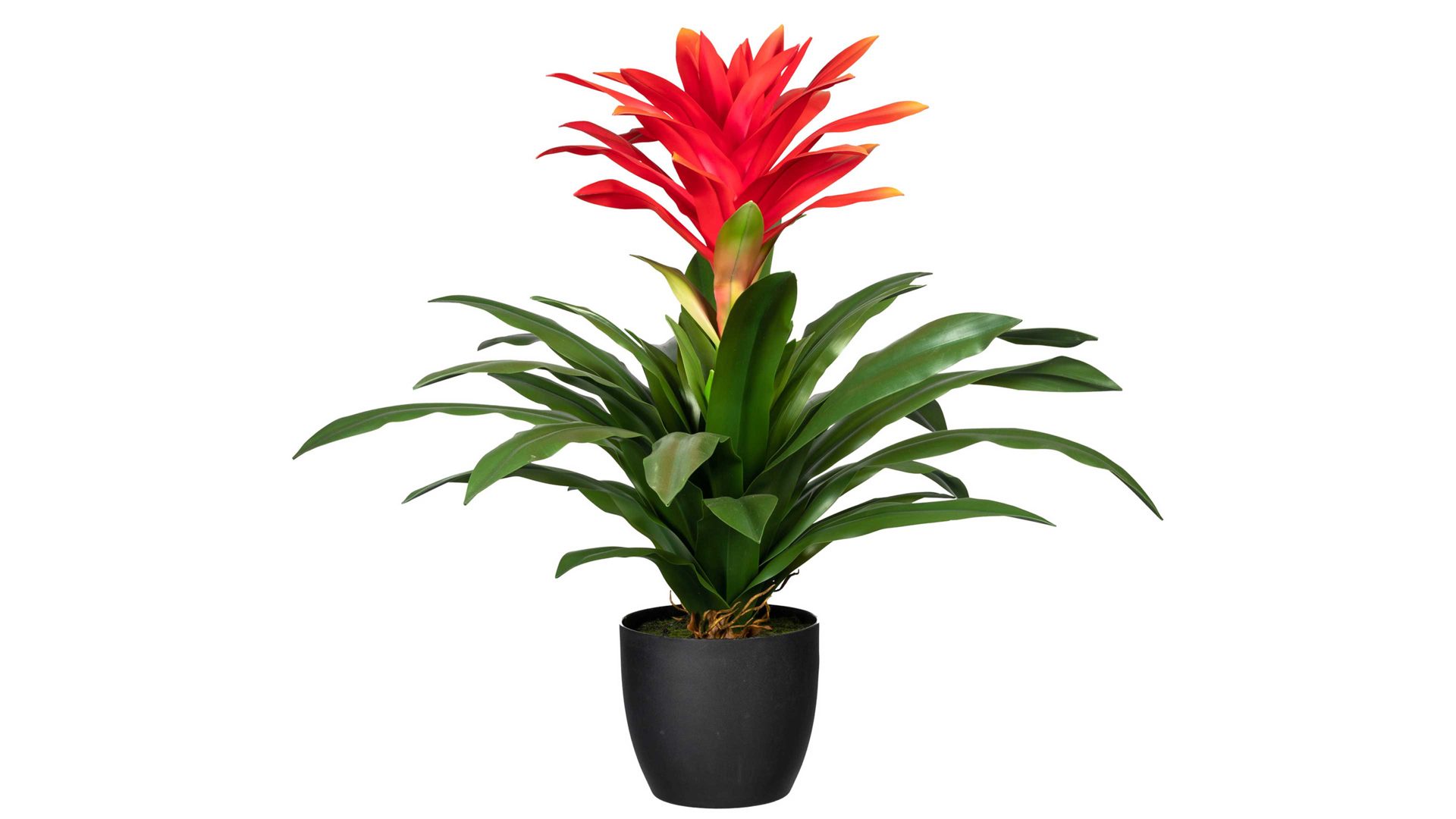 Pflanze Gasper aus Kunststoff in Rot Ananasgewächs Bromelia guzmania rote Kunststoffblüte & schwarzer Topf – Höhe ca. 75 cm