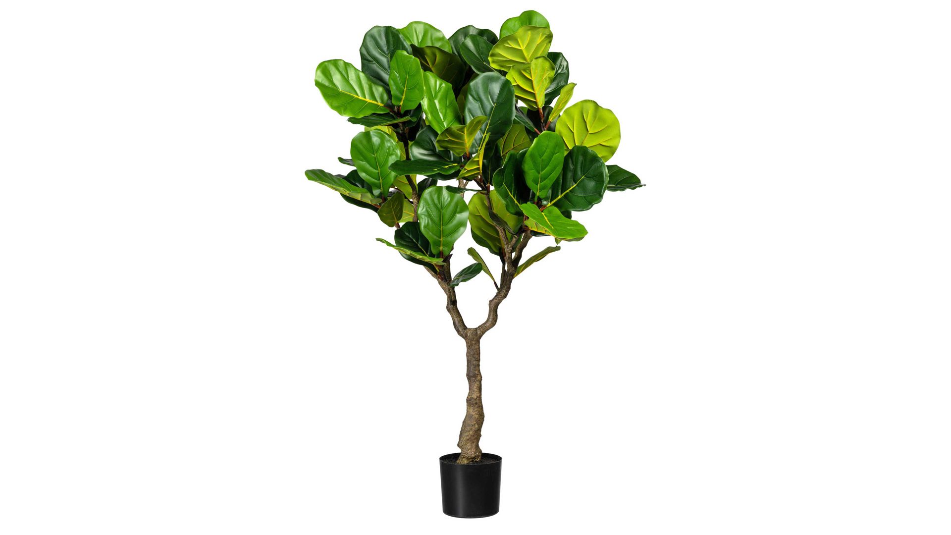 Pflanze Gasper aus Kunststoff in Grün Feigenbaum Ficus lyrata grüner Kunststoff & schwarzer Topf – Höhe ca. 150 cm