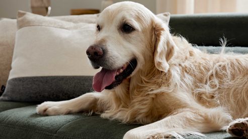 Einzelkissen Interliving aus Stoff in Grün Interliving Sofa Serie 4303 – Armlehnkissen moosfarbener Pfotenstoff Cyber - ca. 45 x 50 cm